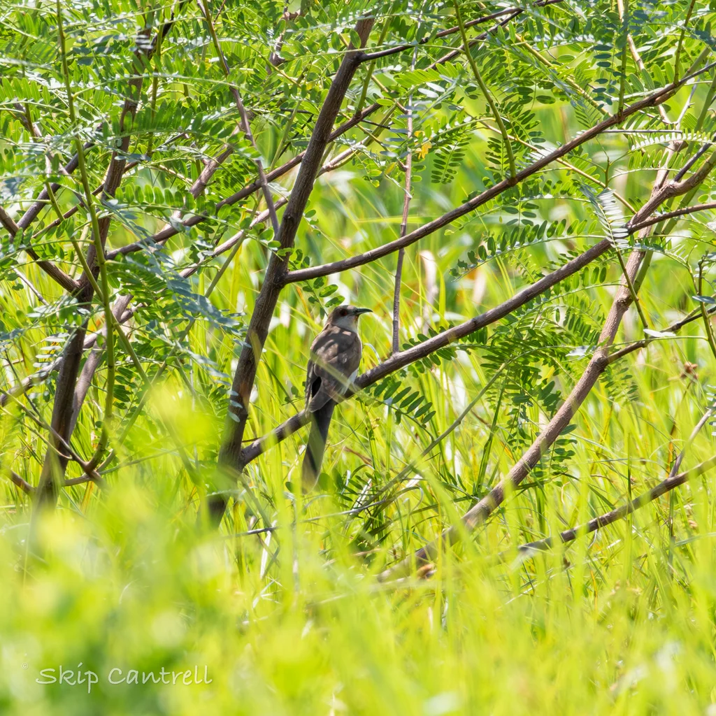 黑嘴美洲鹃(Coccyzus erythropthalmus)