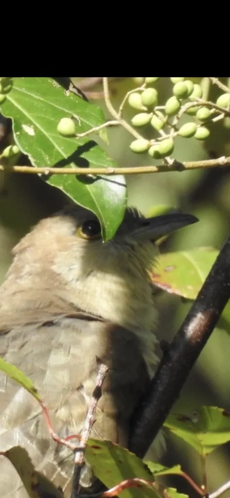黑嘴美洲鹃(Coccyzus erythropthalmus)
