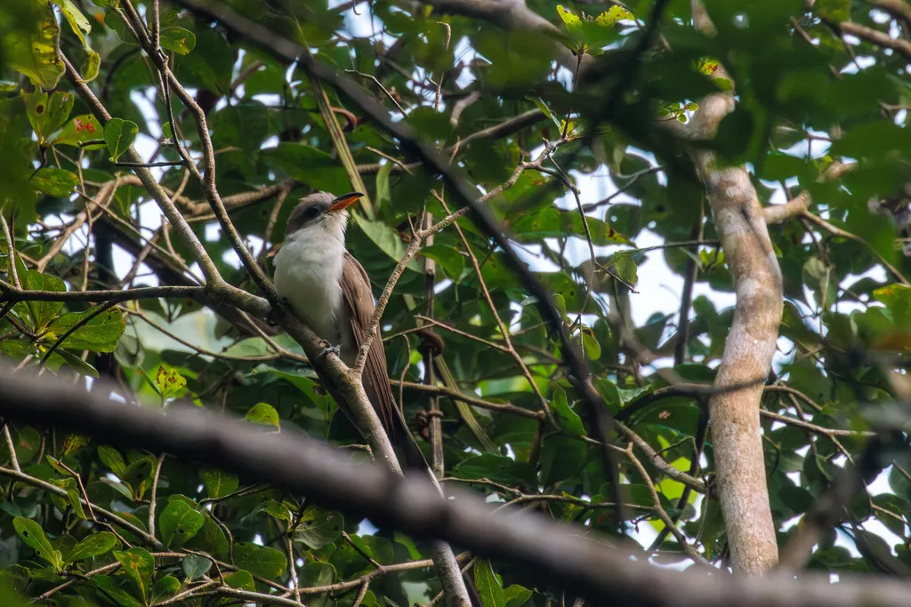 珠胸美洲鹃(Coccyzus euleri)