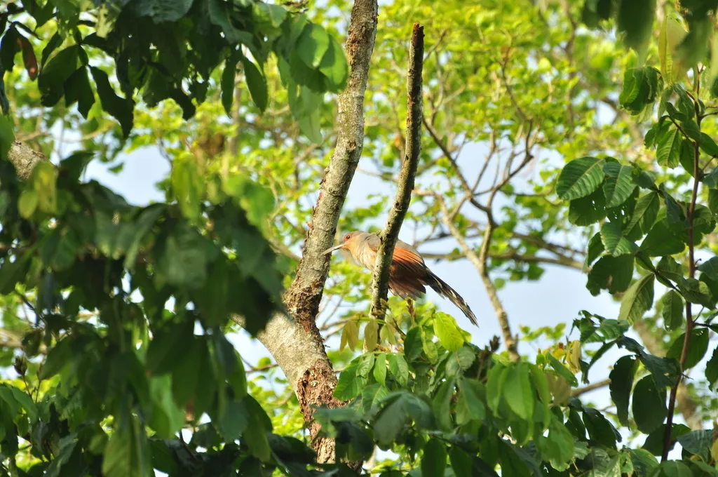 长嘴蜥鹃（Coccyzus longirostris）