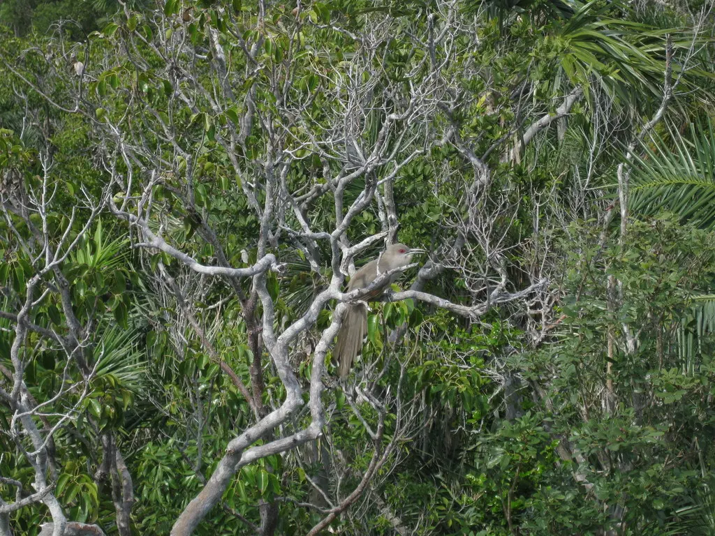 大蜥鹃(Coccyzus merlini)