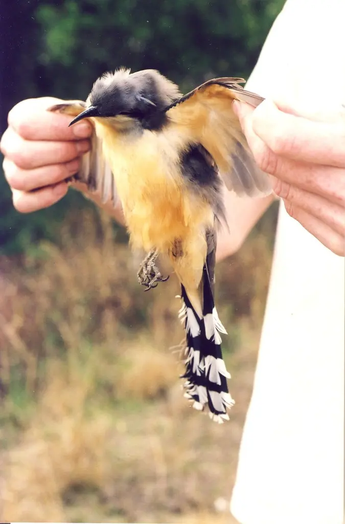 红树美洲鹃(Coccyzus minor)