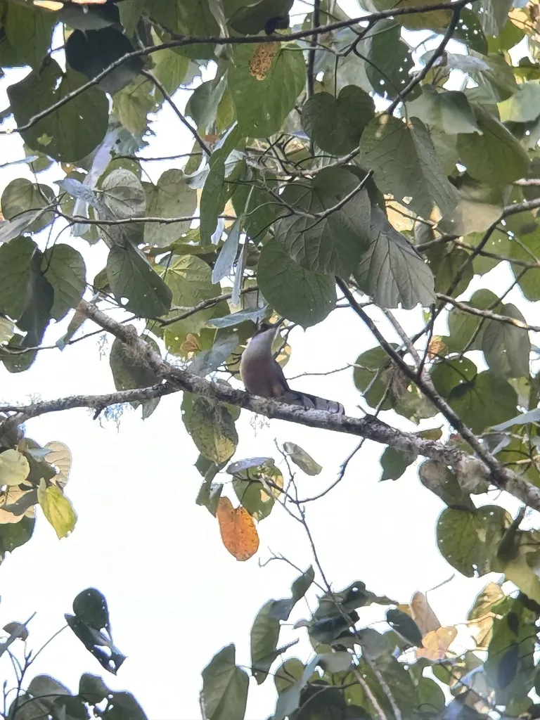 牙买加蜥鹃(Coccyzus vetula)