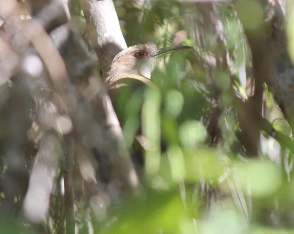 波多黎各蜥鹃(Coccyzus vieilloti)