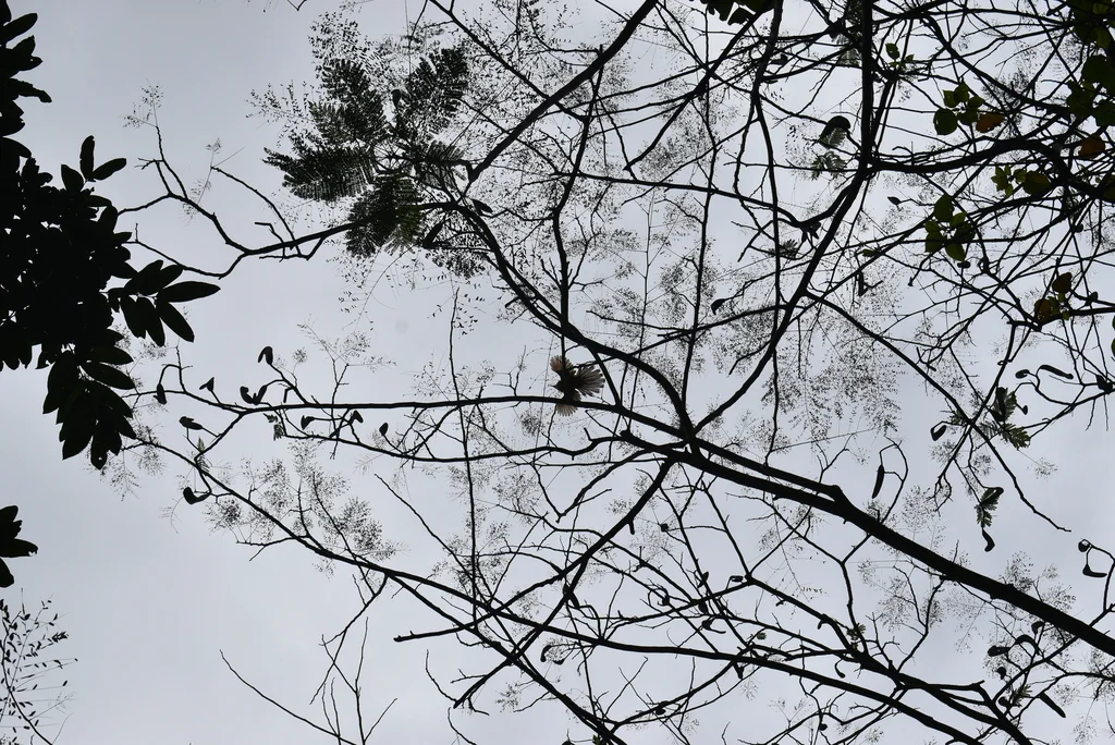 波多黎各蜥鹃(Coccyzus vieilloti)