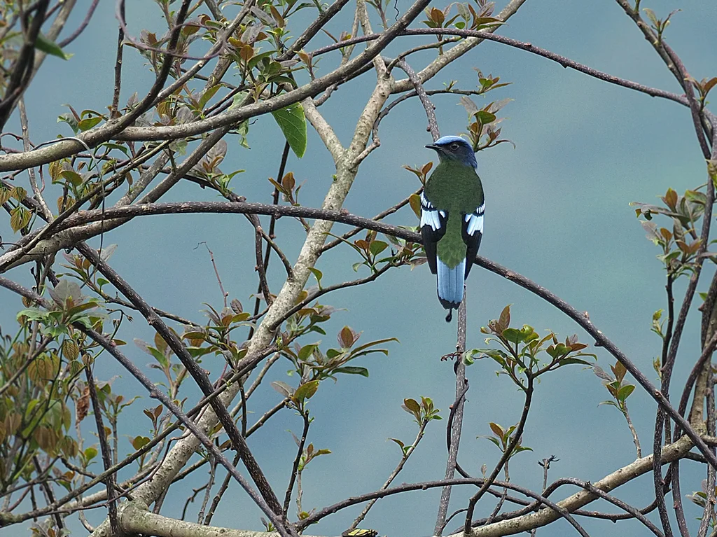 绿宽嘴鸫(Cochoa viridis)