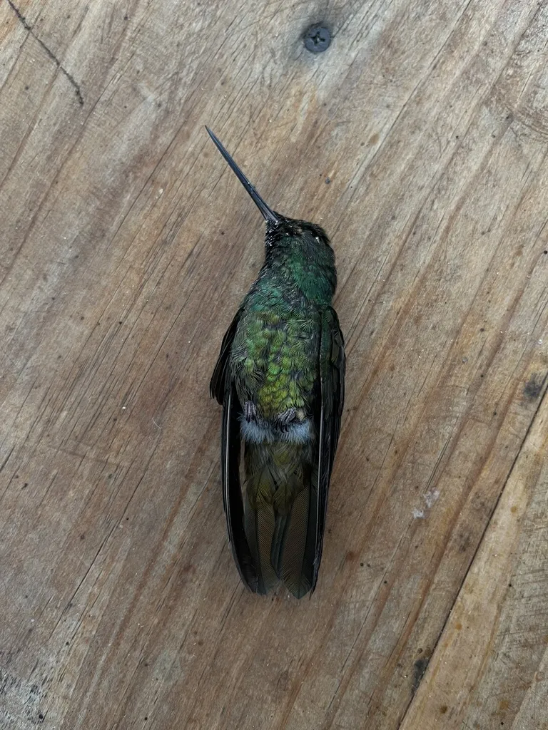 金腹星额蜂鸟(Coeligena bonapartei)