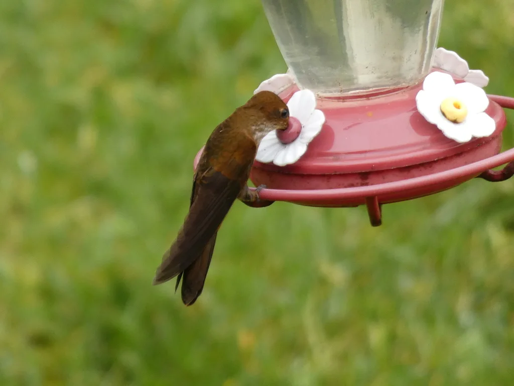 铜色星额蜂鸟(Coeligena coeligena)