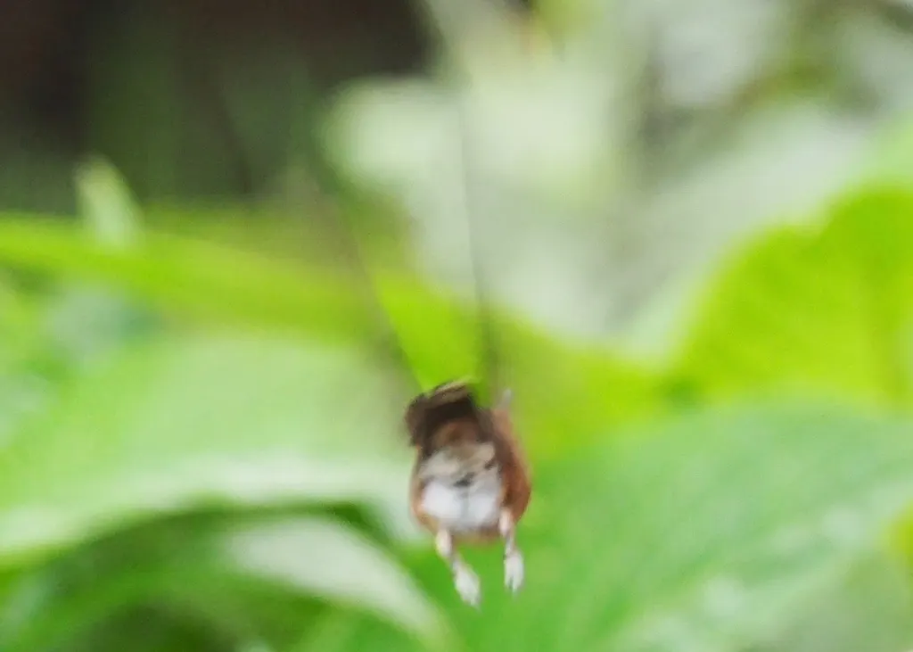 铜色星额蜂鸟(Coeligena coeligena)
