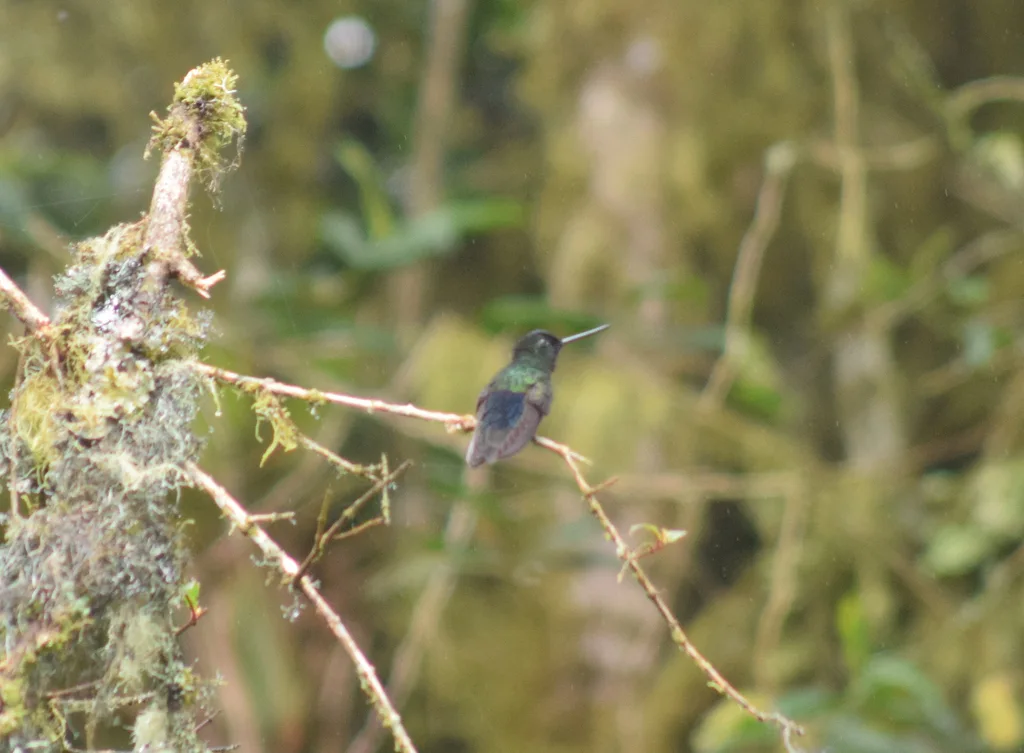 蓝喉星额蜂鸟(Coeligena helianthea)