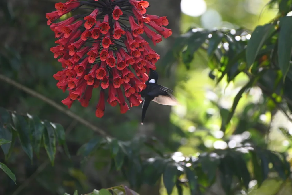 黑星额蜂鸟(Coeligena prunellei)