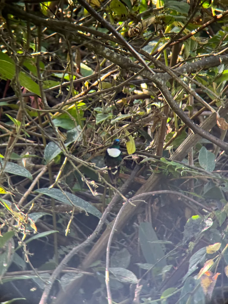 领星额蜂鸟(Coeligena torquata)