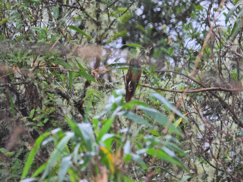 紫喉星额蜂鸟(Coeligena violifer)