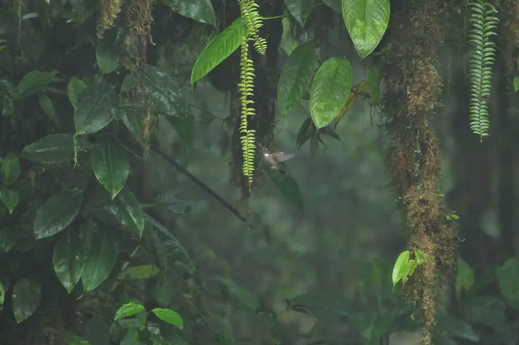 褐星额蜂鸟(Coeligena wilsoni)