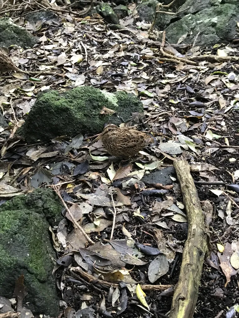 查岛沙锥(Coenocorypha pusilla)