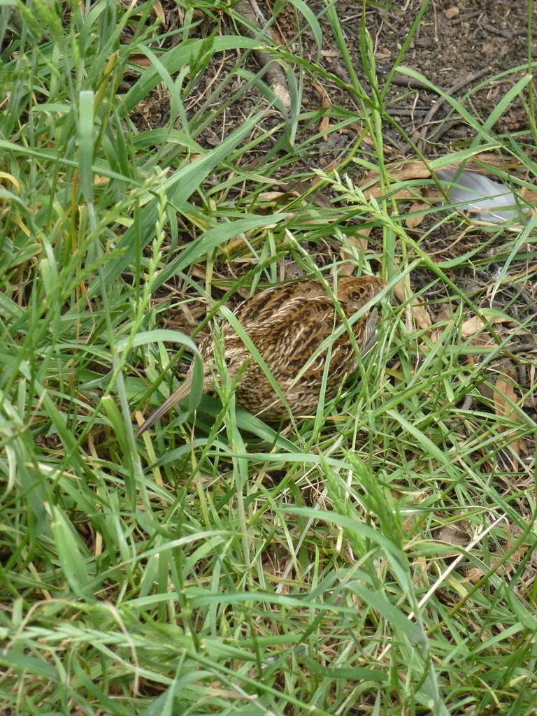 查岛沙锥(Coenocorypha pusilla)