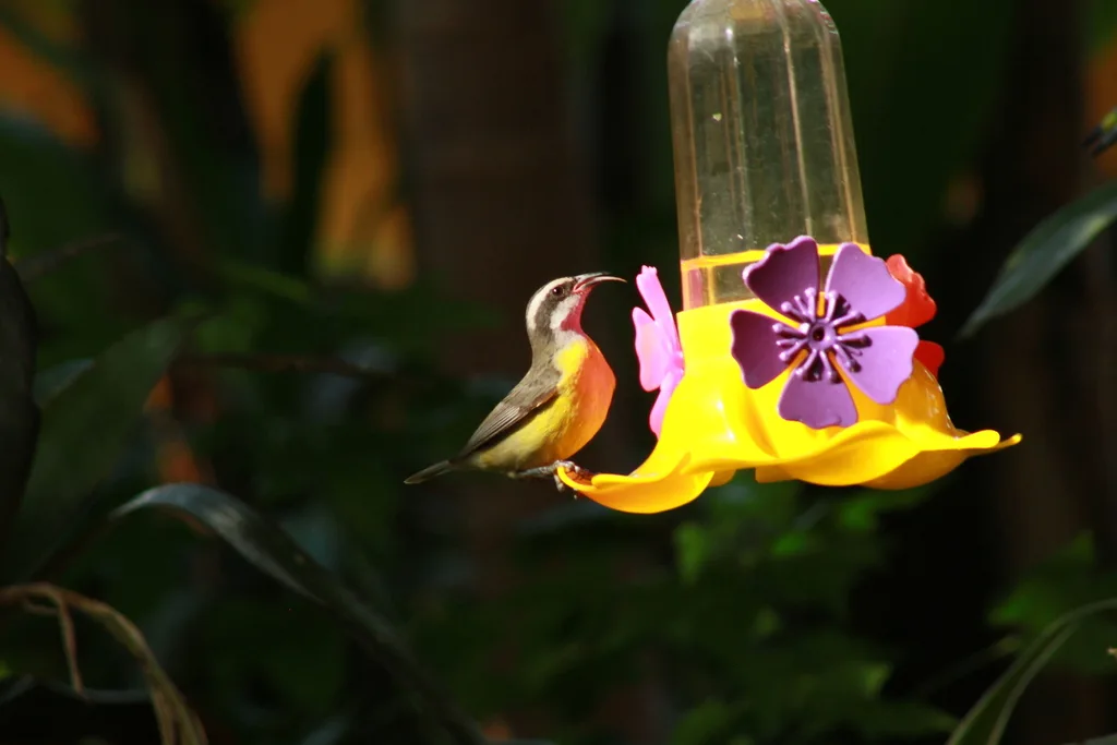 曲嘴森莺(Coereba flaveola)