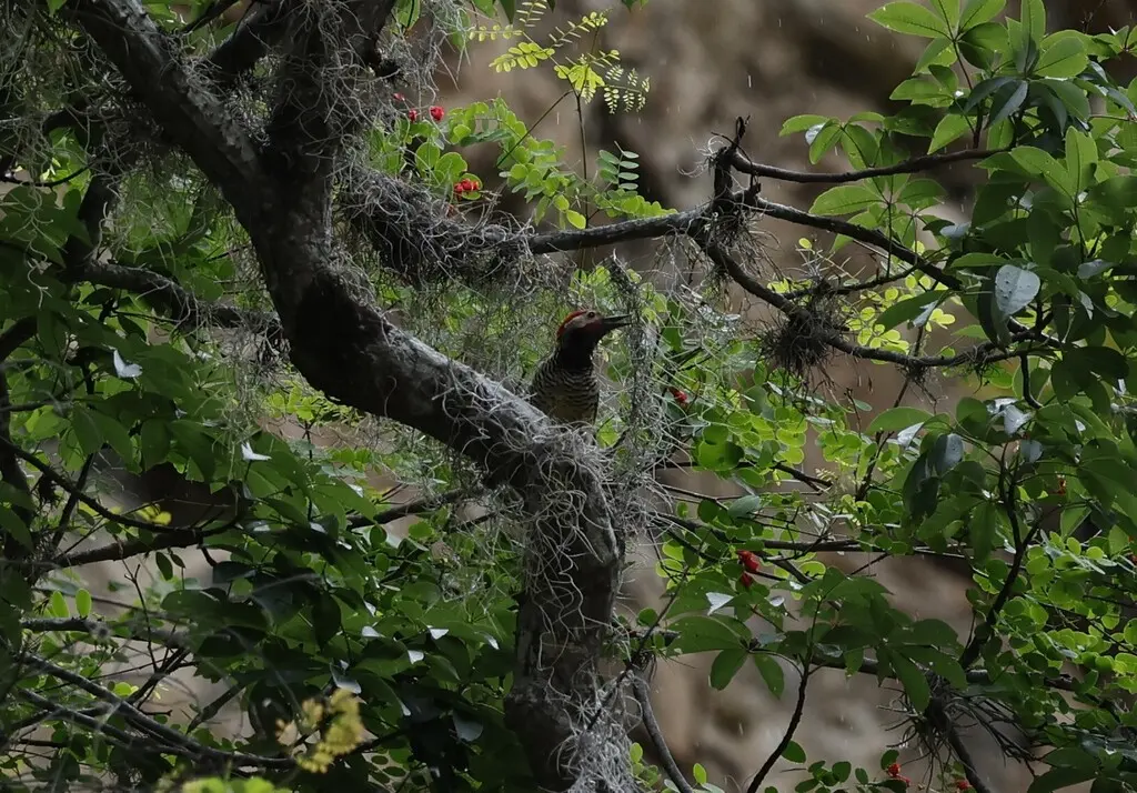 黑颈扑翅䴕(Colaptes atricollis)