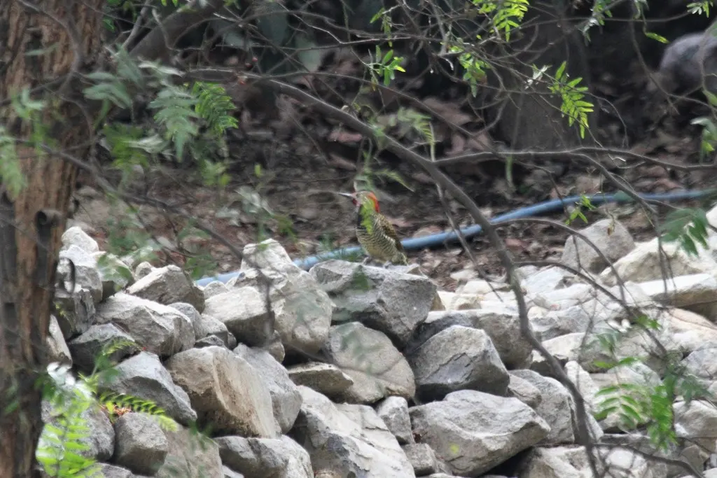 黑颈扑翅䴕(Colaptes atricollis)