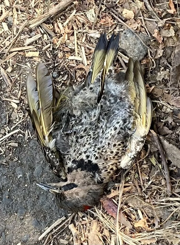 北扑翅䴕(Colaptes auratus)