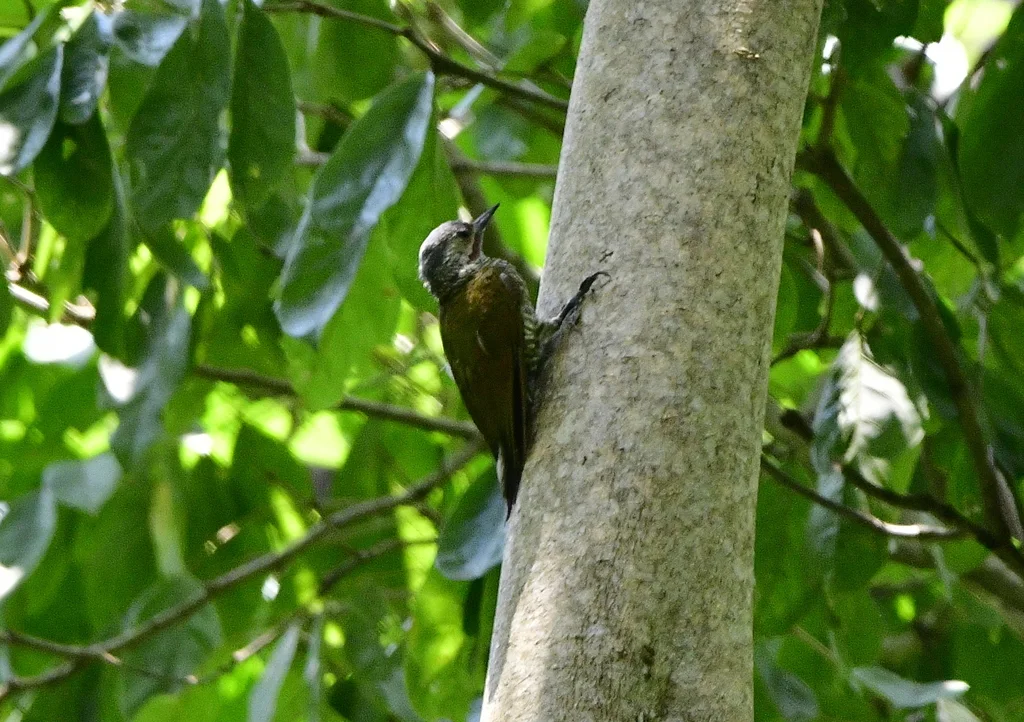 灰顶啄木鸟(Colaptes auricularis)