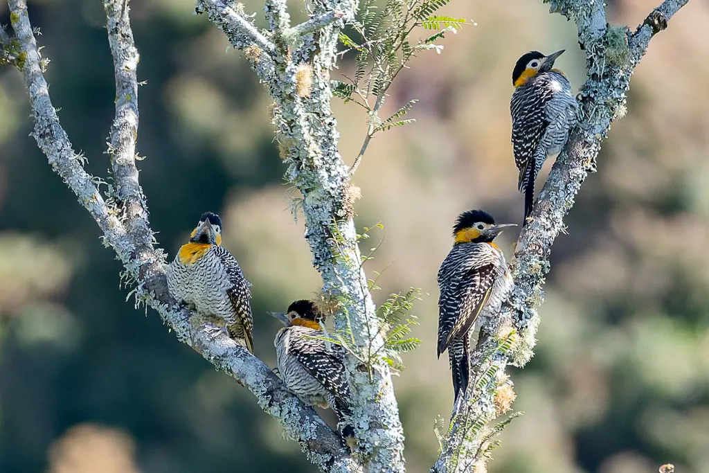 草原扑翅䴕(Colaptes campestris)