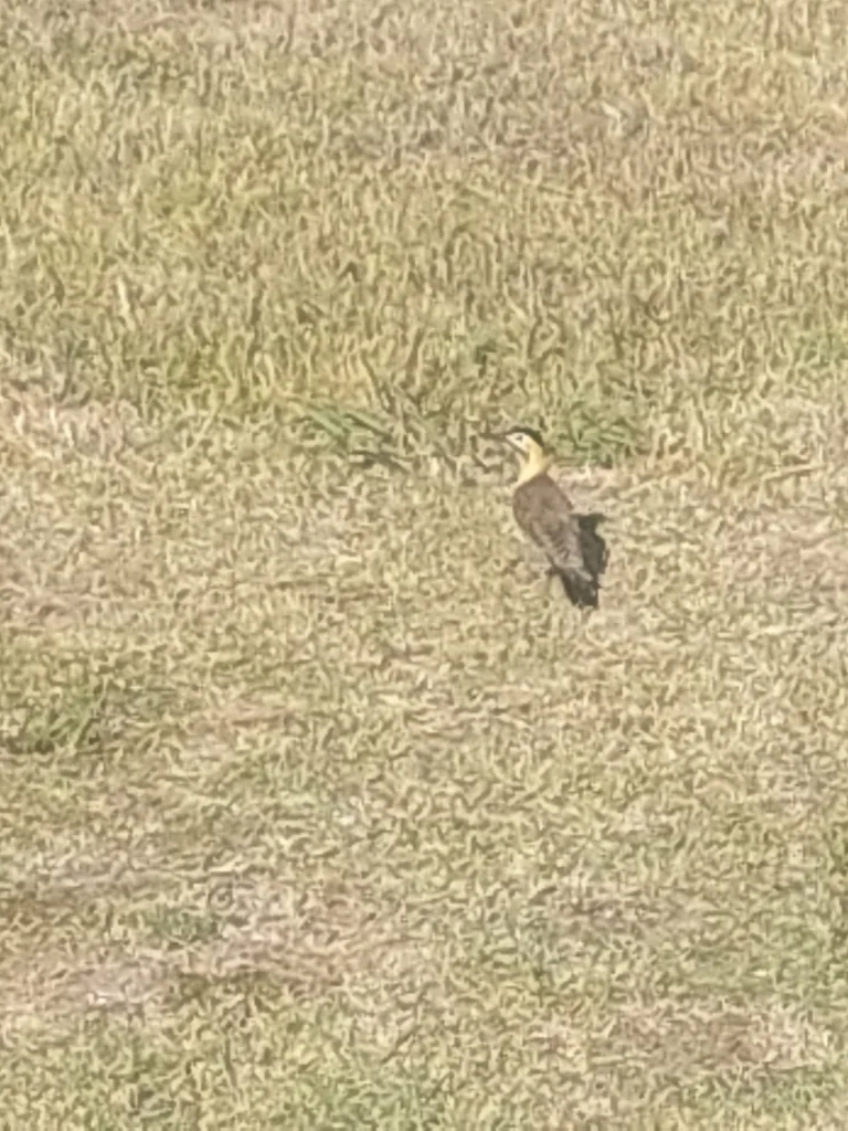 草原扑翅䴕(Colaptes campestris)
