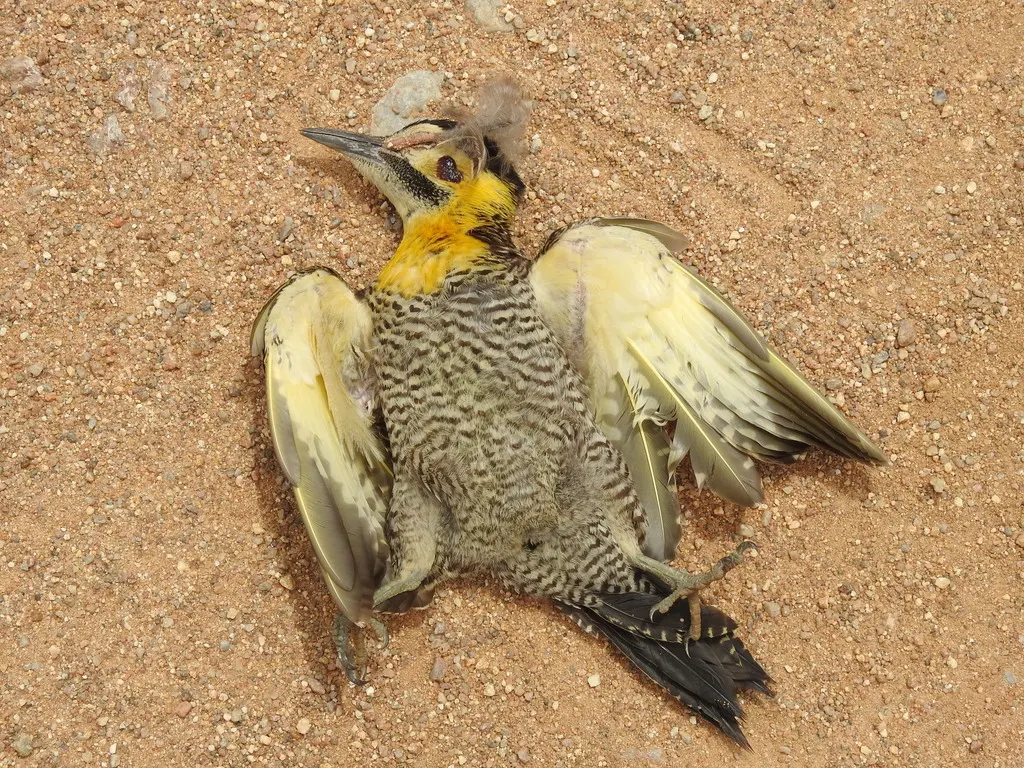 草原扑翅䴕(Colaptes campestris)