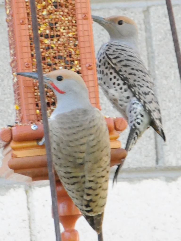 黄扑翅䴕(Colaptes chrysoides)