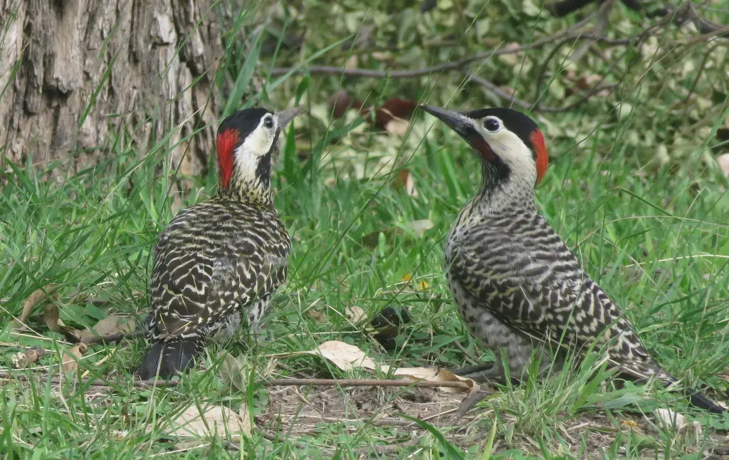 绿斑扑翅䴕(Colaptes melanochloros)