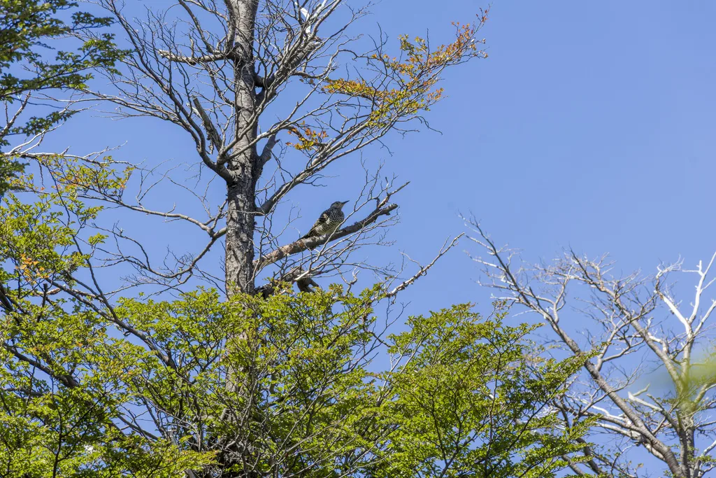 智利扑翅䴕(Colaptes pitius)