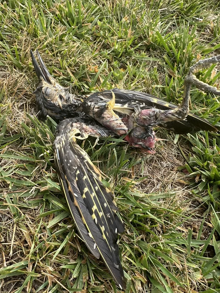 智利扑翅䴕(Colaptes pitius)