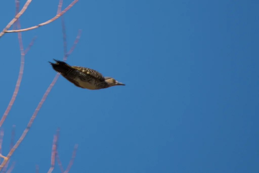 智利扑翅䴕(Colaptes pitius)