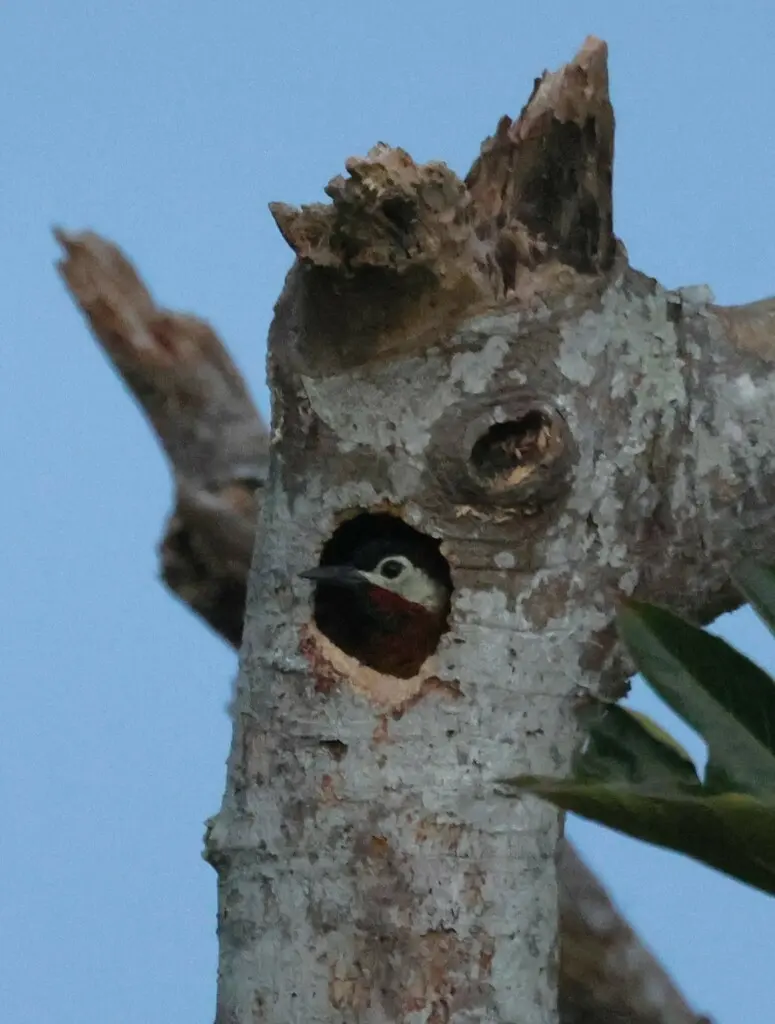 斑胸扑翅䴕(Colaptes punctigula)