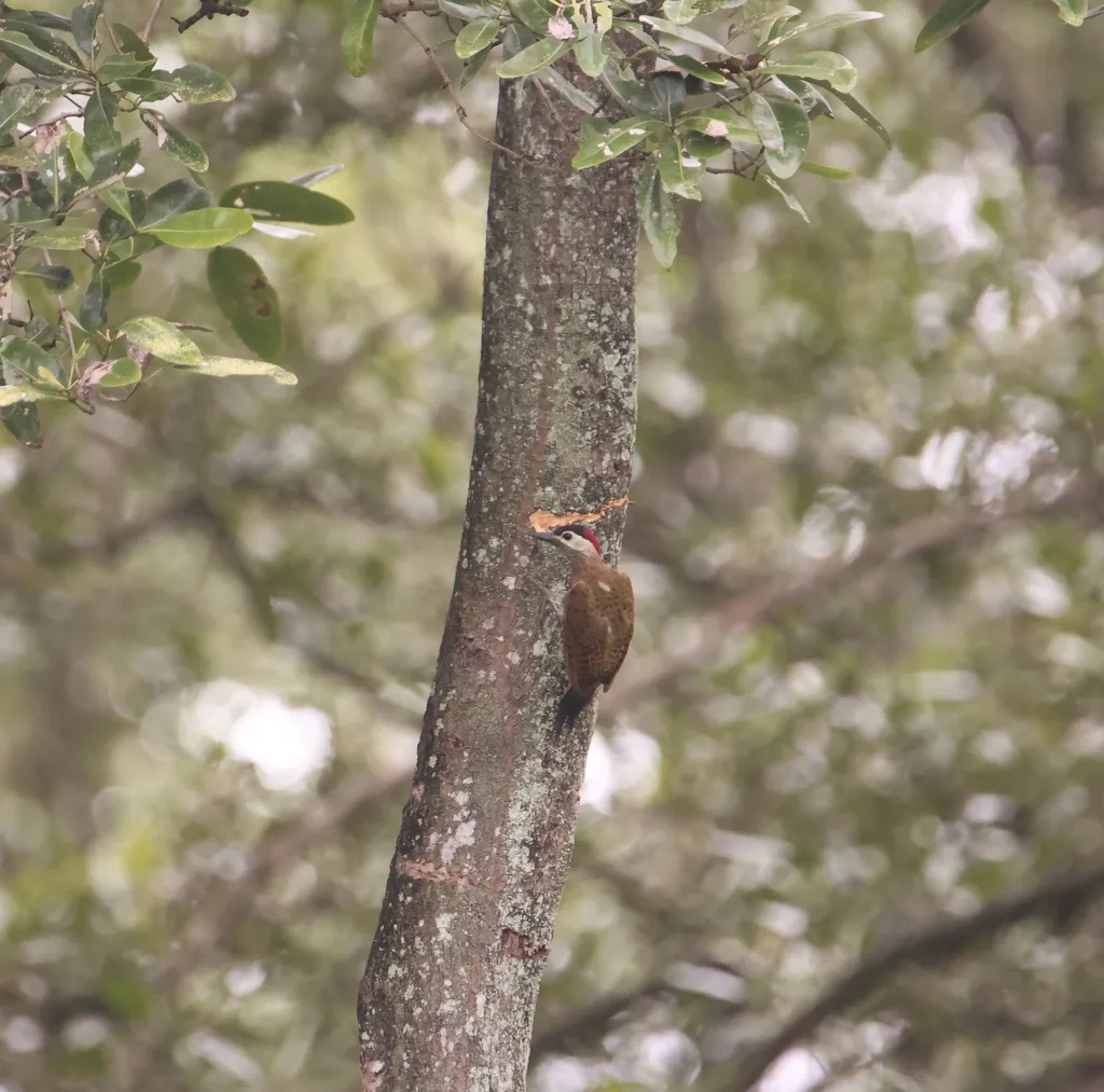 斑胸扑翅䴕(Colaptes punctigula)