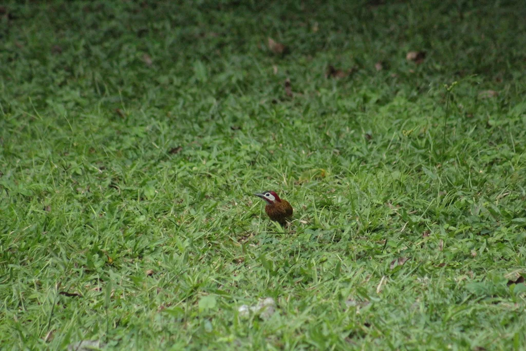 斑胸扑翅䴕(Colaptes punctigula)