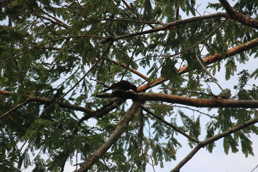 高原啄木鸟(Colaptes rubiginosus)