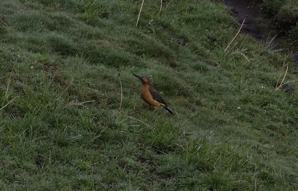 安第斯扑翅䴕(Colaptes rupicola)