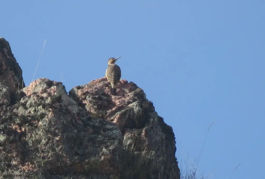 安第斯扑翅䴕(Colaptes rupicola)
