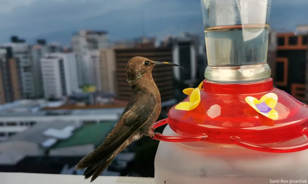 辉紫耳蜂鸟(Colibri coruscans)