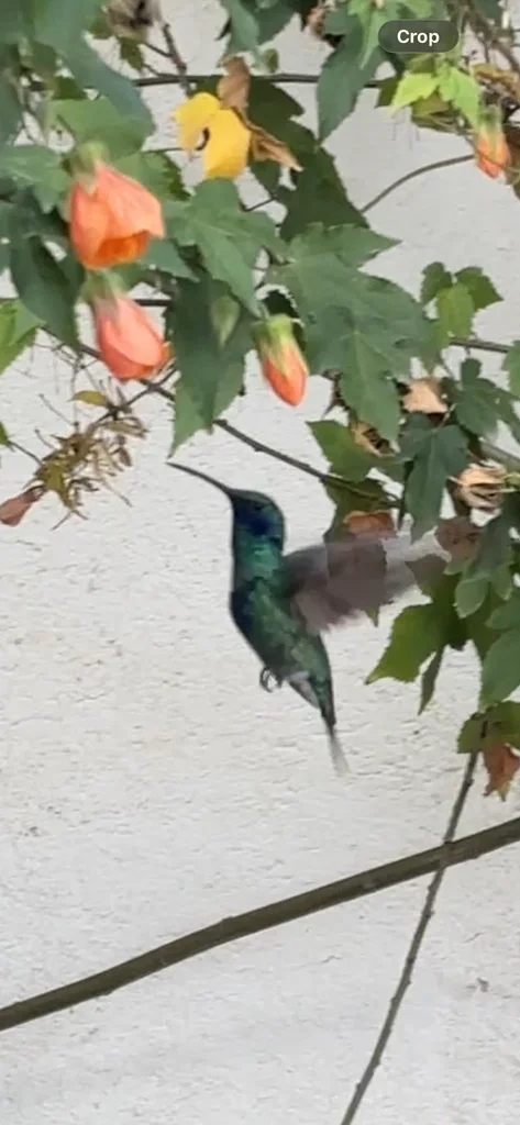 辉紫耳蜂鸟(Colibri coruscans)