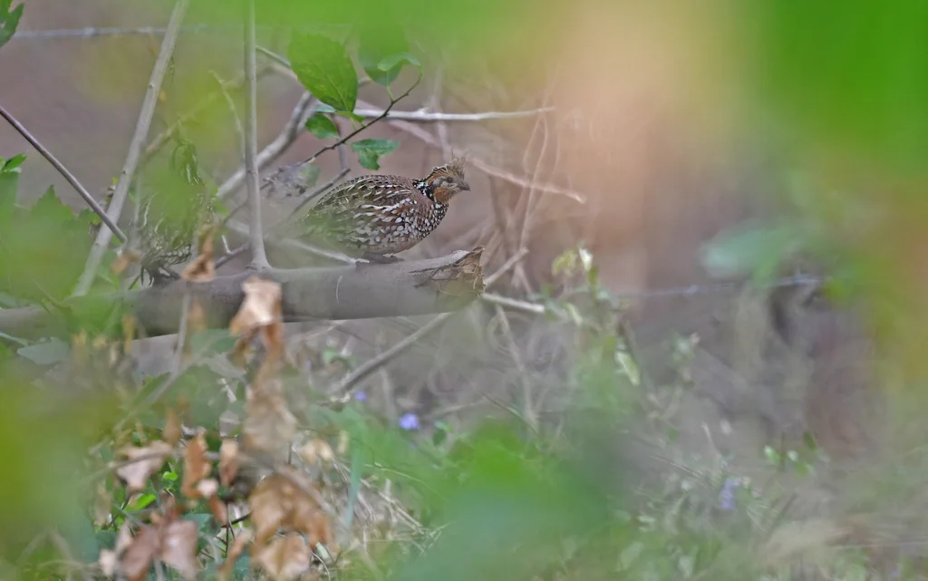 冠齿鹑(Colinus cristatus)