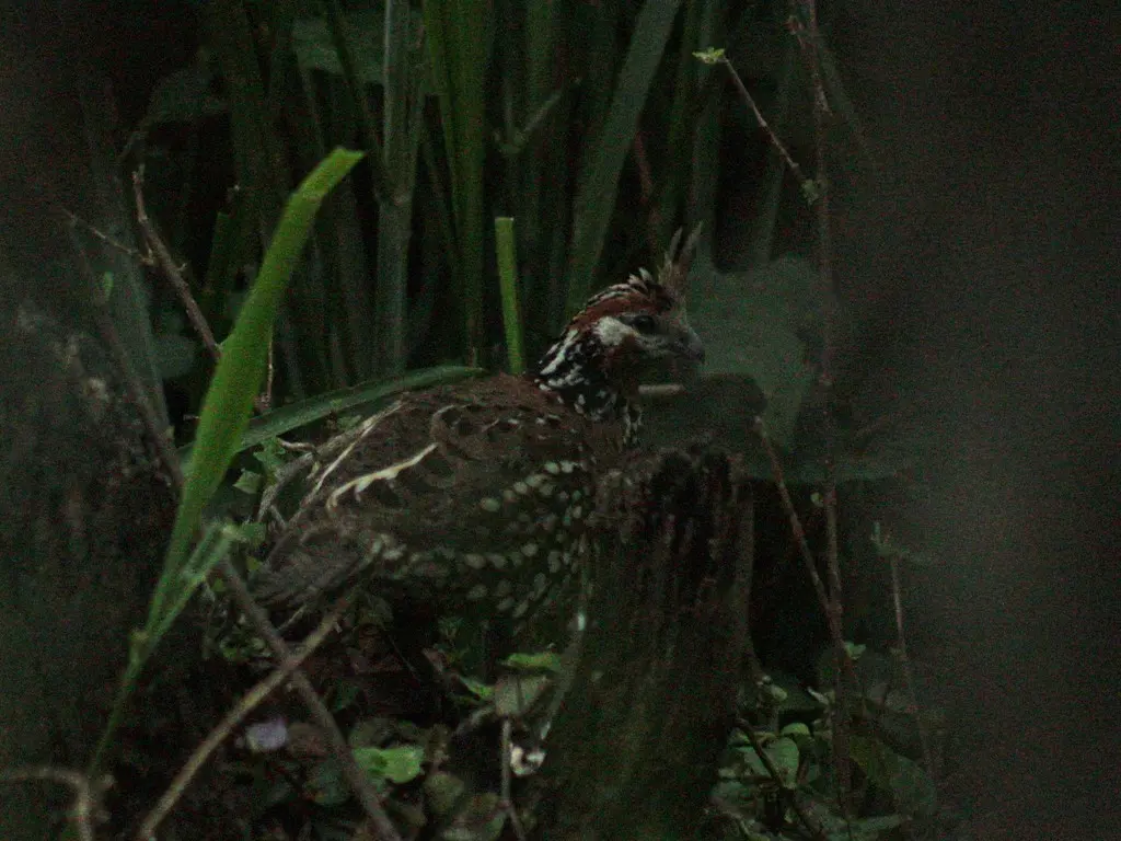 冠齿鹑(Colinus cristatus)
