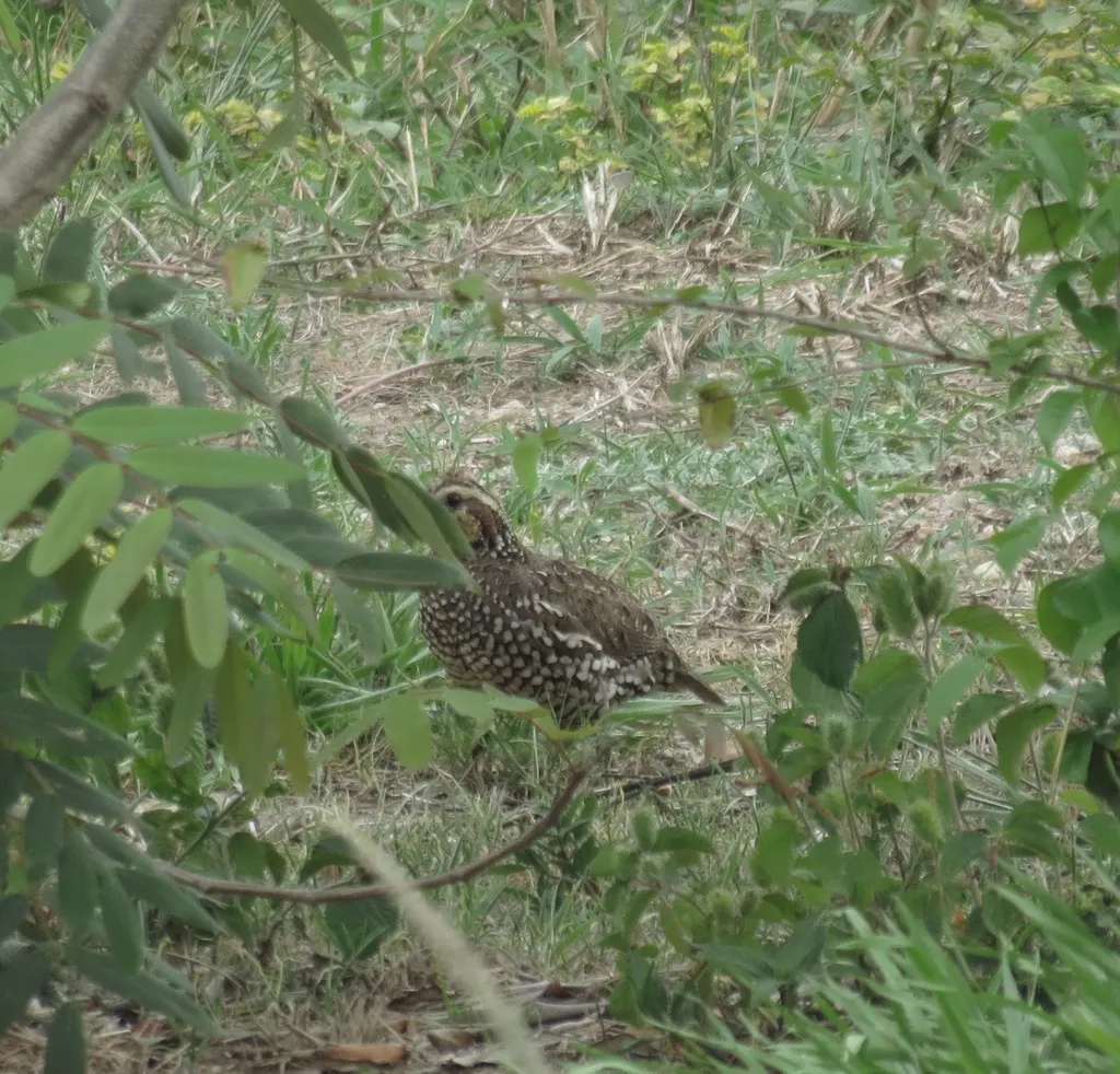 斑胸齿鹑(Colinus leucopogon)