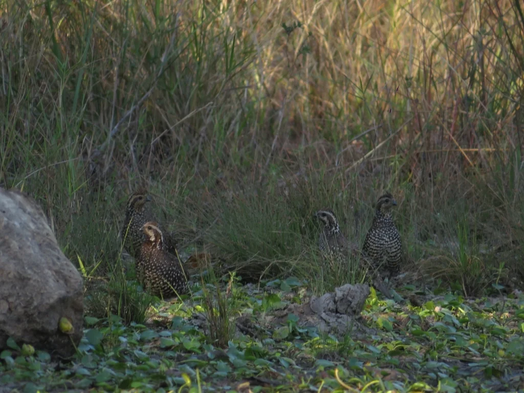 斑胸齿鹑(Colinus leucopogon)