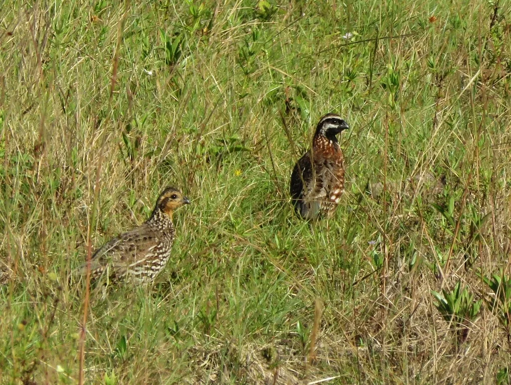 黑喉齿鹑(Colinus nigrogularis)