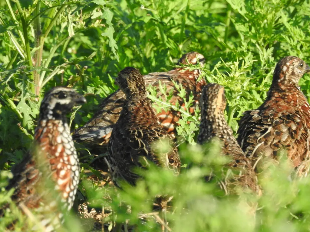 黑喉齿鹑(Colinus nigrogularis)