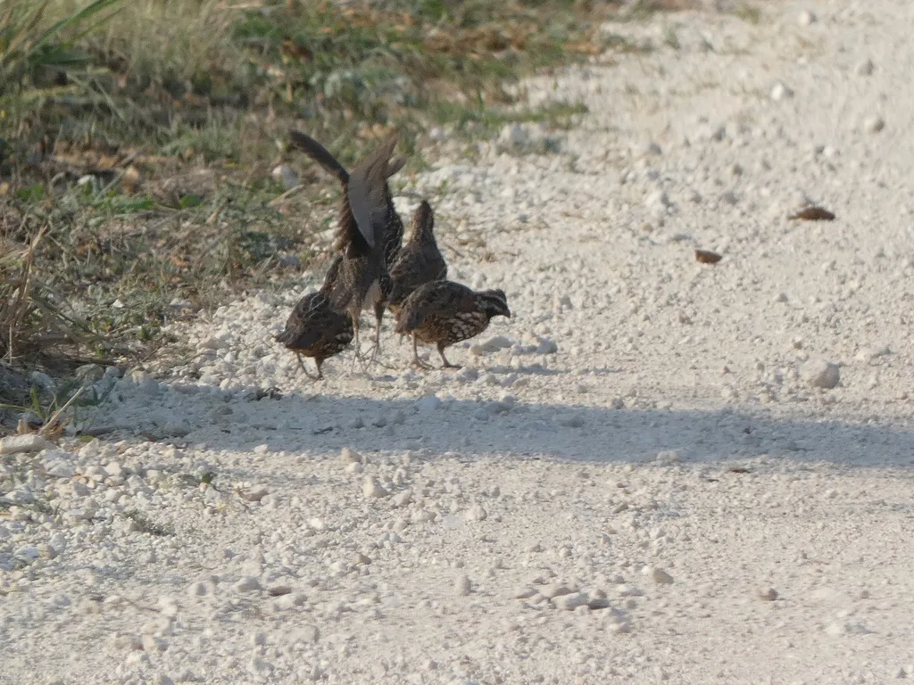 黑喉齿鹑(Colinus nigrogularis)