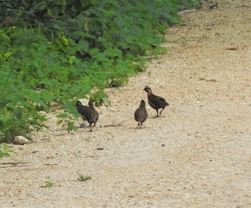 黑喉齿鹑(Colinus nigrogularis)