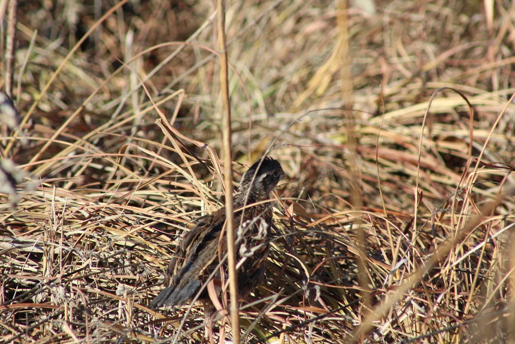 山齿鹑(Colinus virginianus)